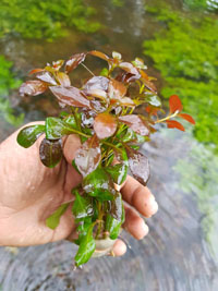 Ludwigia repens